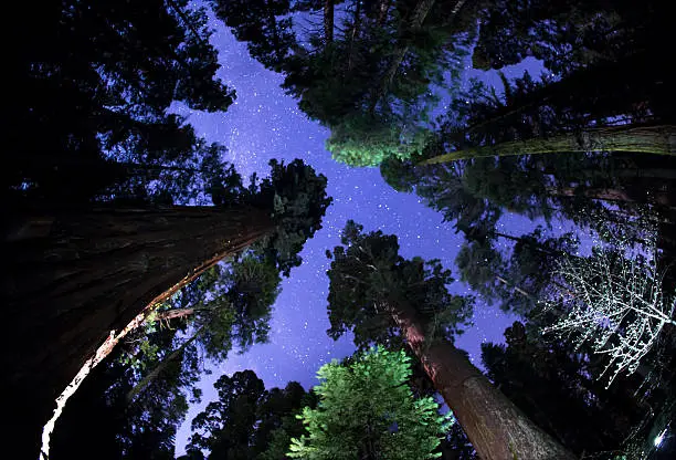 Photo of Night Sky above the Giant Sequoia Treetops