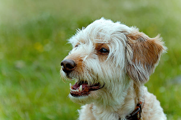 istock Dog portrait/running 579430630