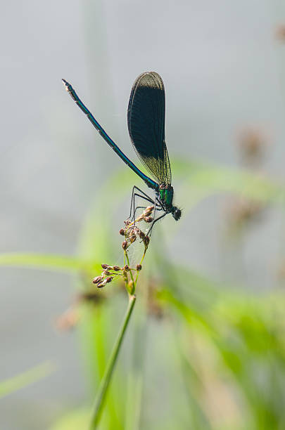 istock blue and green dragonfly on plant 579430642