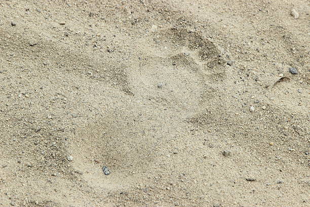 istock footprint on the sand beach 579430780