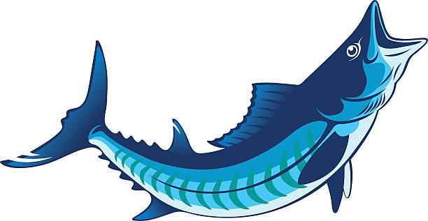 illustrazioni stock, clip art, cartoni animati e icone di tendenza di sgombro reale - tuna spearfishing sea bream illustrated