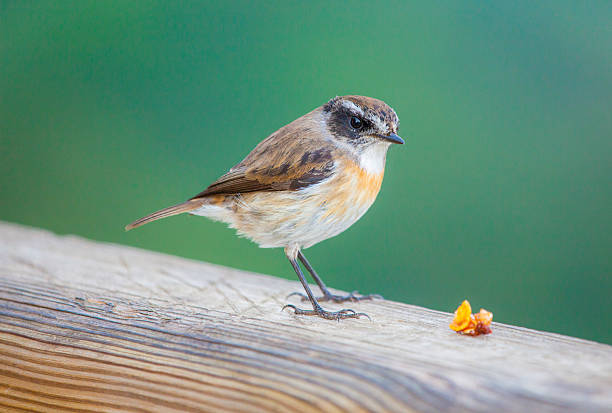 istock Tec Tec Bird in la Reunion Island 579434344