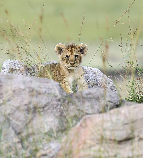 istock Portrait of young Lion 579434450