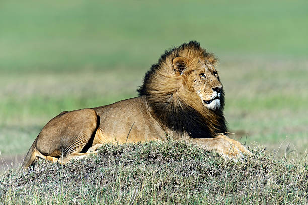istock Portrait of young Lion 579434486