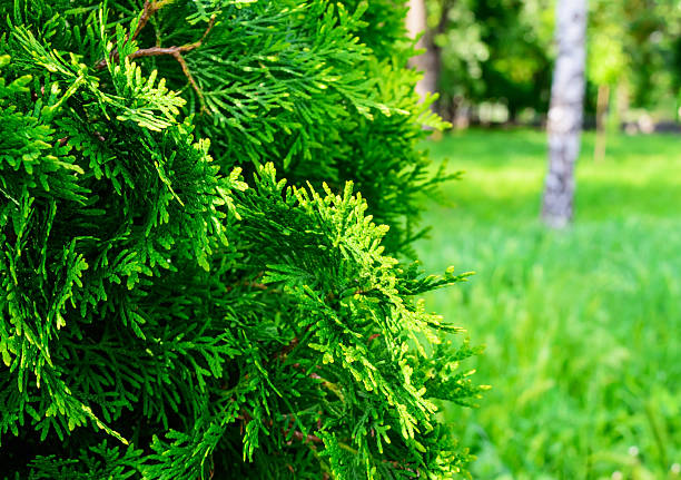 Green juniper bush in the foreground. Close-up