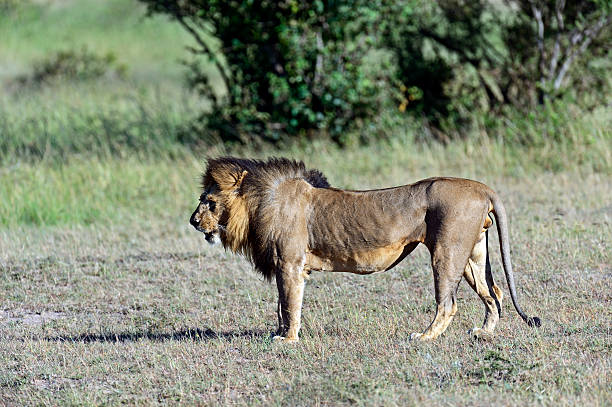istock Portrait of young Lion 579434534