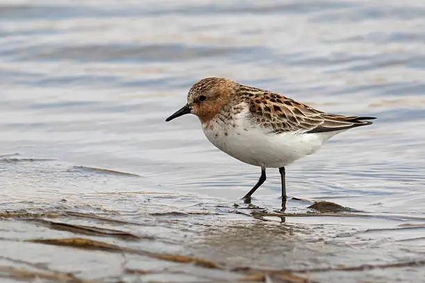 RED-NECKED STINT standing in the shallows spring day