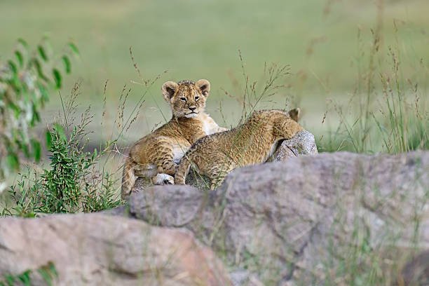 istock Portrait of young Lion 579434820