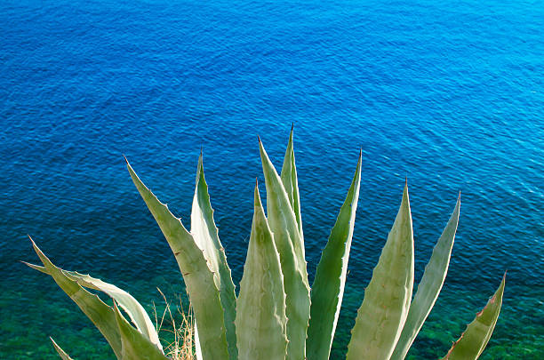 Aloe Vera plant by the sea.