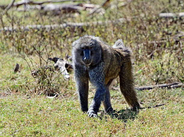 istock Baboons in the savannah 579436038