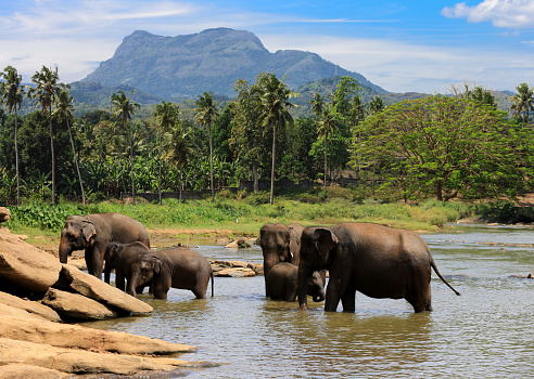elephants herd swim in lake water in jungle