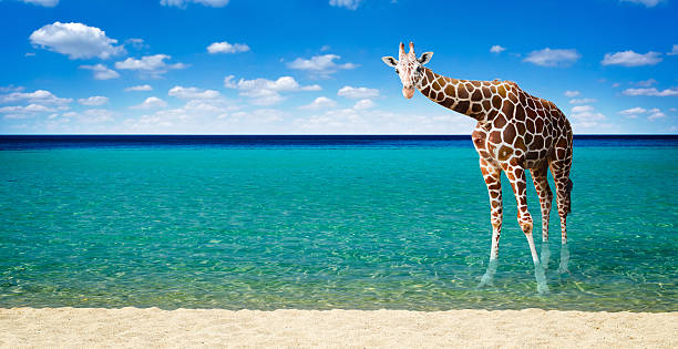 istock Giraffe resting in the sea 579436860