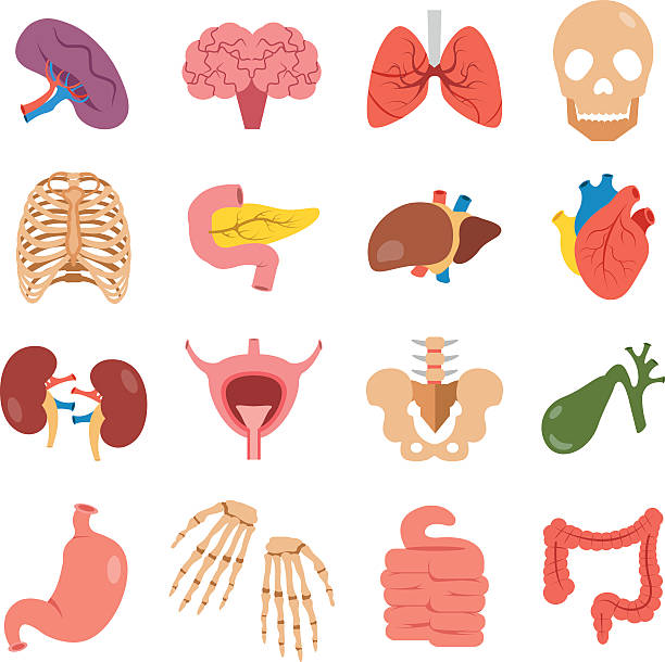Human organs set. Bones, internal organs vector icons. Flat design Human organs set. Modern concept for web banners, infographics, web sites, printed materials. Bones and internal organs vector icons. Colorful flat design illustration isolated on white background female rib cage stock illustrations