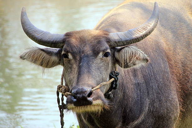 istock Asian Water Buffalo 579438600