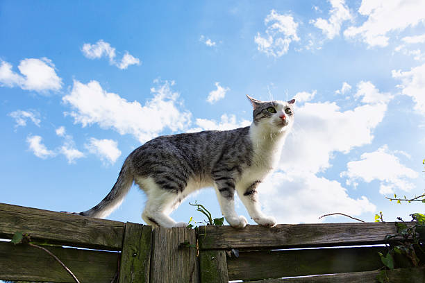 Cat walking on fence
