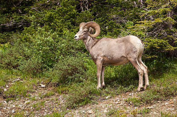 istock Bighorn Sheep - Glacier National Park 579439150