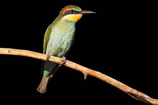 istock young bird with green plumage isolated on black 579440224