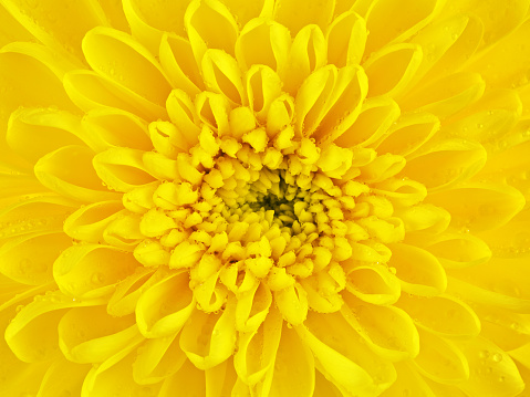 A lot of of blooming yellow flowers on a background sunset