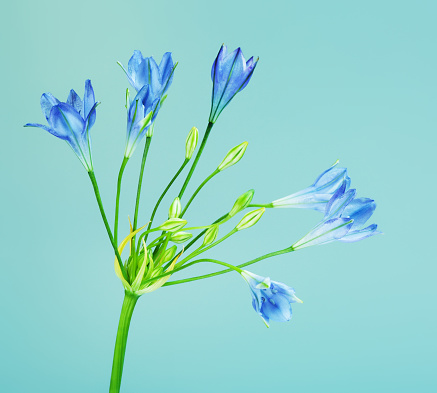 fresh brodiaea flower, cluster-lily, on blue background