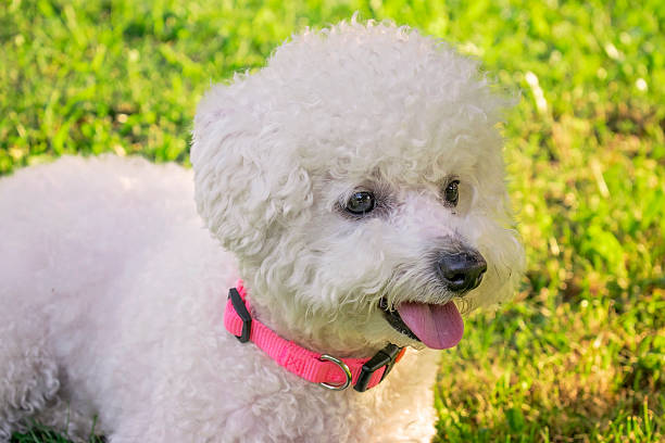 istock Beautiful pure breed Bichon Frise 579440386