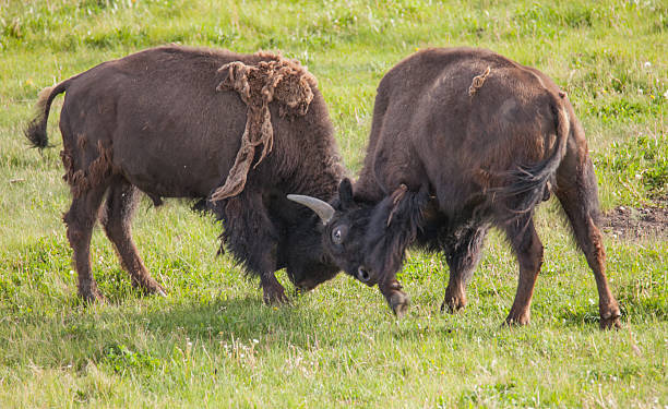 istock Bison - Yellowstone National Park 579440704