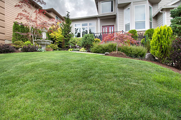istock Green Grass Lawn in Manicured Frontyard Garden 579441204