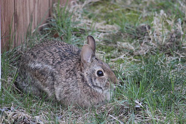 istock Northeastern Cottontail Jack Rabbit Adult Bunny 579442328