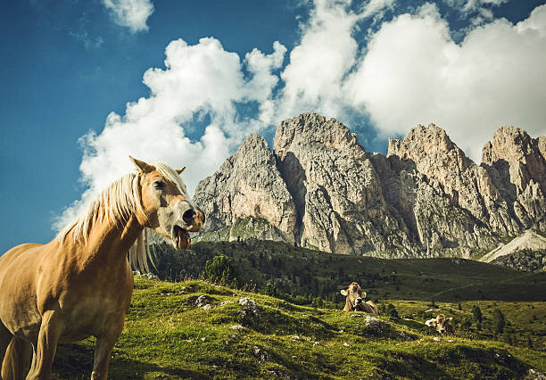 istock Haflinger Horse on Dolomites 579442442