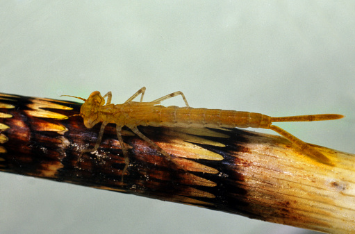 Close up of Mayfly larva sitting on straw and lurking for prey. Aquatic nymph.