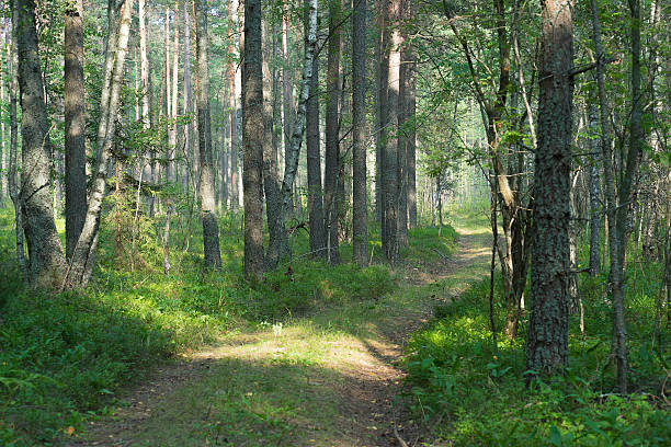 istock Forest Road in the summer forest 579442696