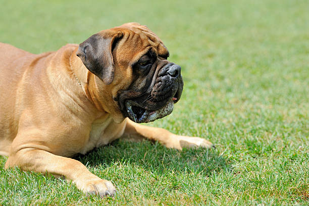 istock English Mastiff dog 579443404