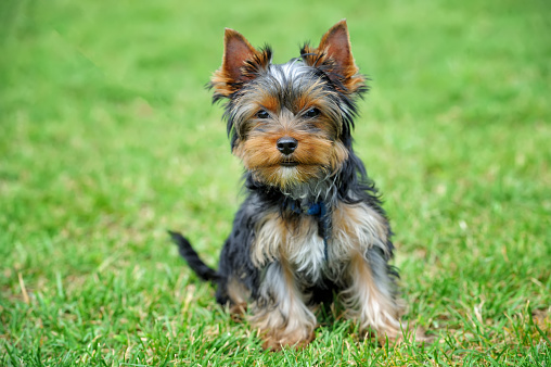 Yorkshire terrier lies on pillow on the balcony.