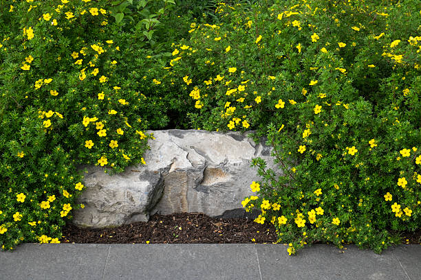 Beautiful colors in nature Stone bench being overgrown by potentilla, yellow flowering shrub potentilla anserina stock pictures, royalty-free photos & images
