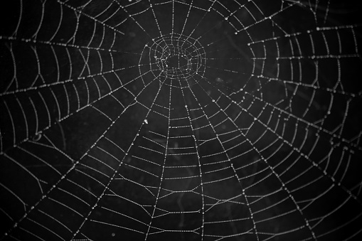 Orb Web Spider Web with droplets and black background. Morning dew on the web.