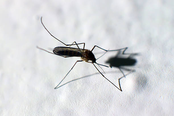 istock Zika virus, mosquito, Dengue, chikungunya fever, microcephaly 579444824