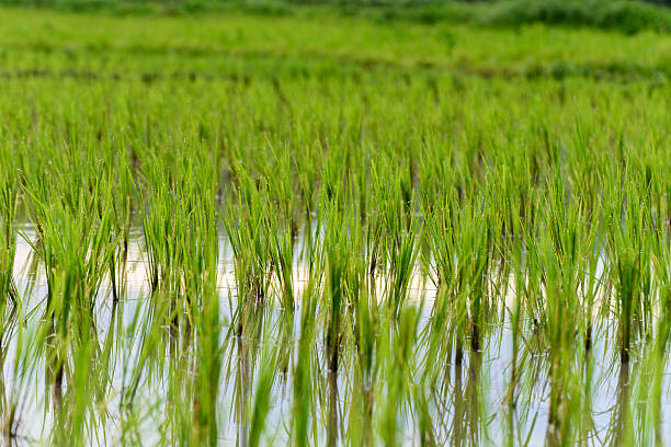 istock Rice growing of Farmer in Chiang Mai. 579444832