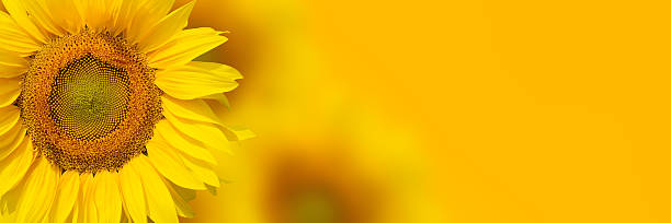 黄色のひまわりの背景 - sunflower field flower yellow ストックフォトと画像
