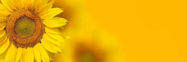 Photo of Yellow sunflower background