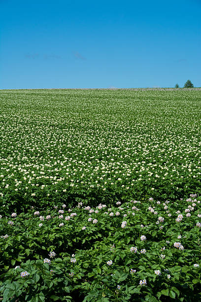 istock Potato field and the blue sky 579446384