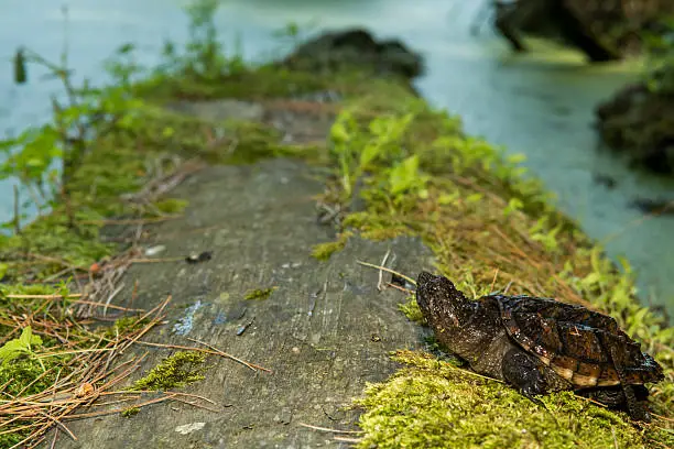 Photo of Baby Snapping Turtle