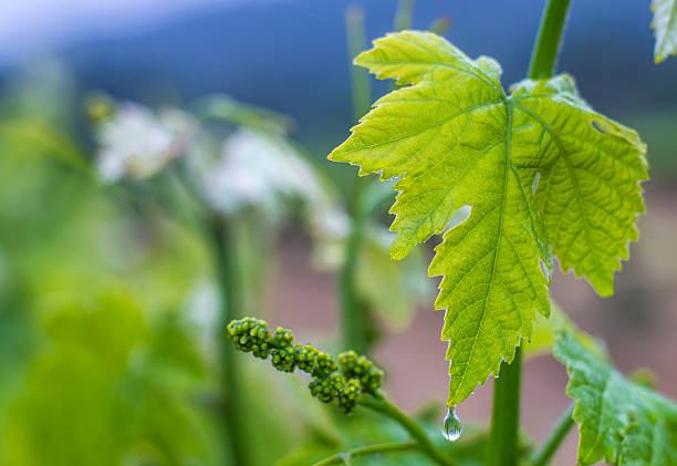 rain drop in a leaf on a vine