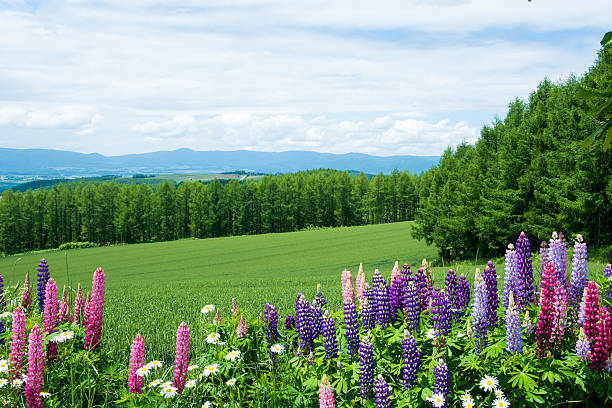 istock The hill where the lupine blooms 579447174