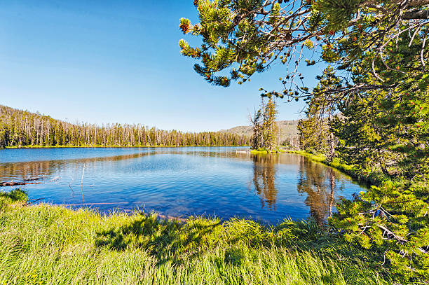 istock Yellowstone National Park Sylvan Lake Trees with Bark Beetle 579447864