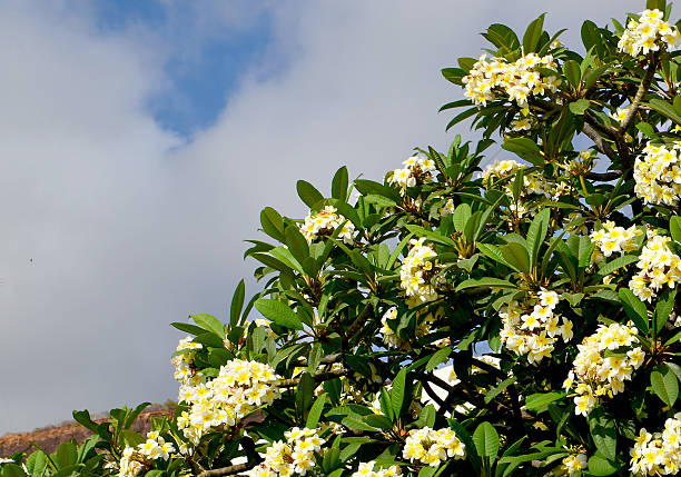 istock Blooming Frangipani tree, Plumeria against blue sky. 579730758
