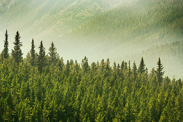 istock Alberta Wilderness near Banff 579731272