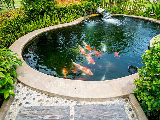 koi fish in koi pond in the garden - carpa espelho imagens e fotografias de stock