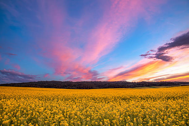 Field of Mustard at Sunset