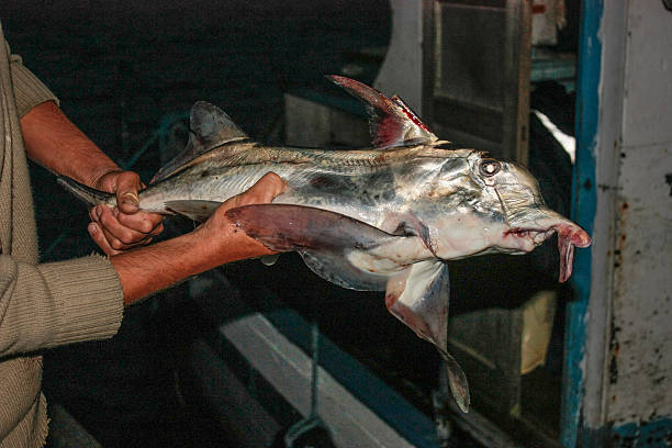 мертвая рыба  - fish catch of fish catching dead animal стоковые фото и изображения