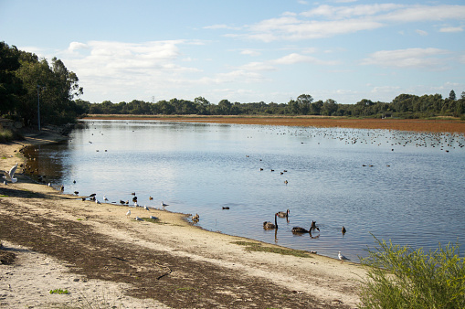 A medley of birds, ducks and swans at Bibra Lake wetland reserve with native plants and trees under a blue sky in Western Australia.