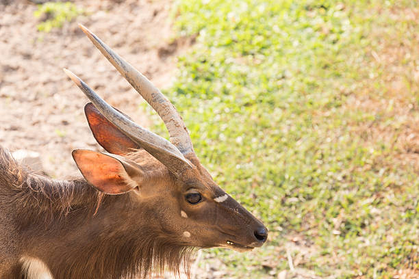 Male Nyala antelope (Tragelaphus angasii) Male Nyala antelope (Tragelaphus angasii) bushbuck photos stock pictures, royalty-free photos & images
